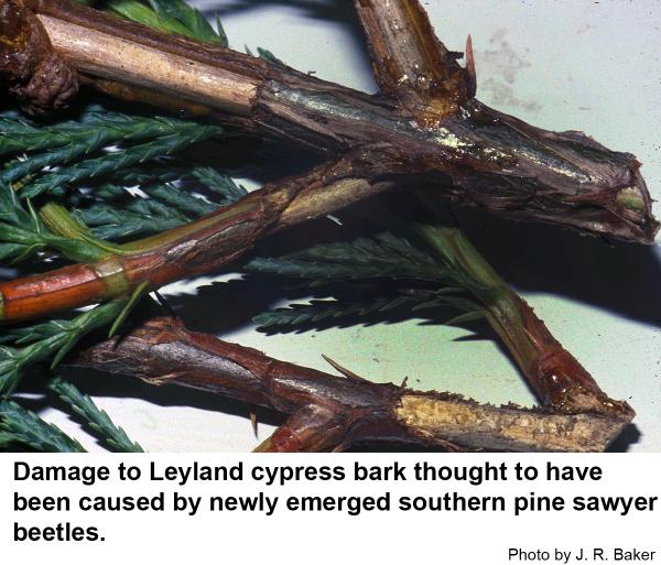 Southern pine sawyer feeding damage.